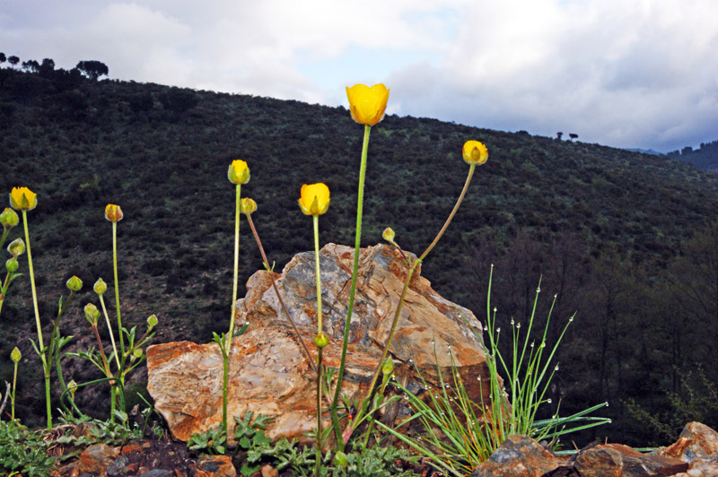 Ranunculus paludosus / Ranuncolo paludoso